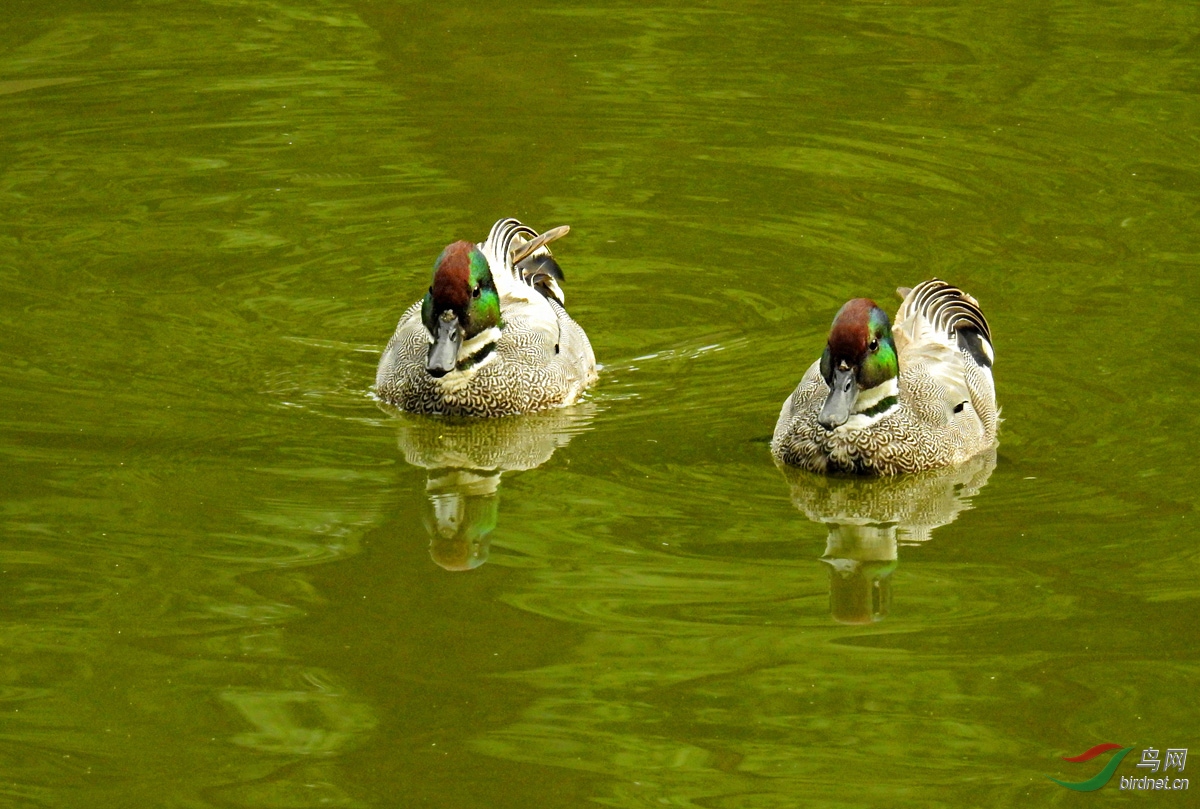 DSCN2667 ����.jpg