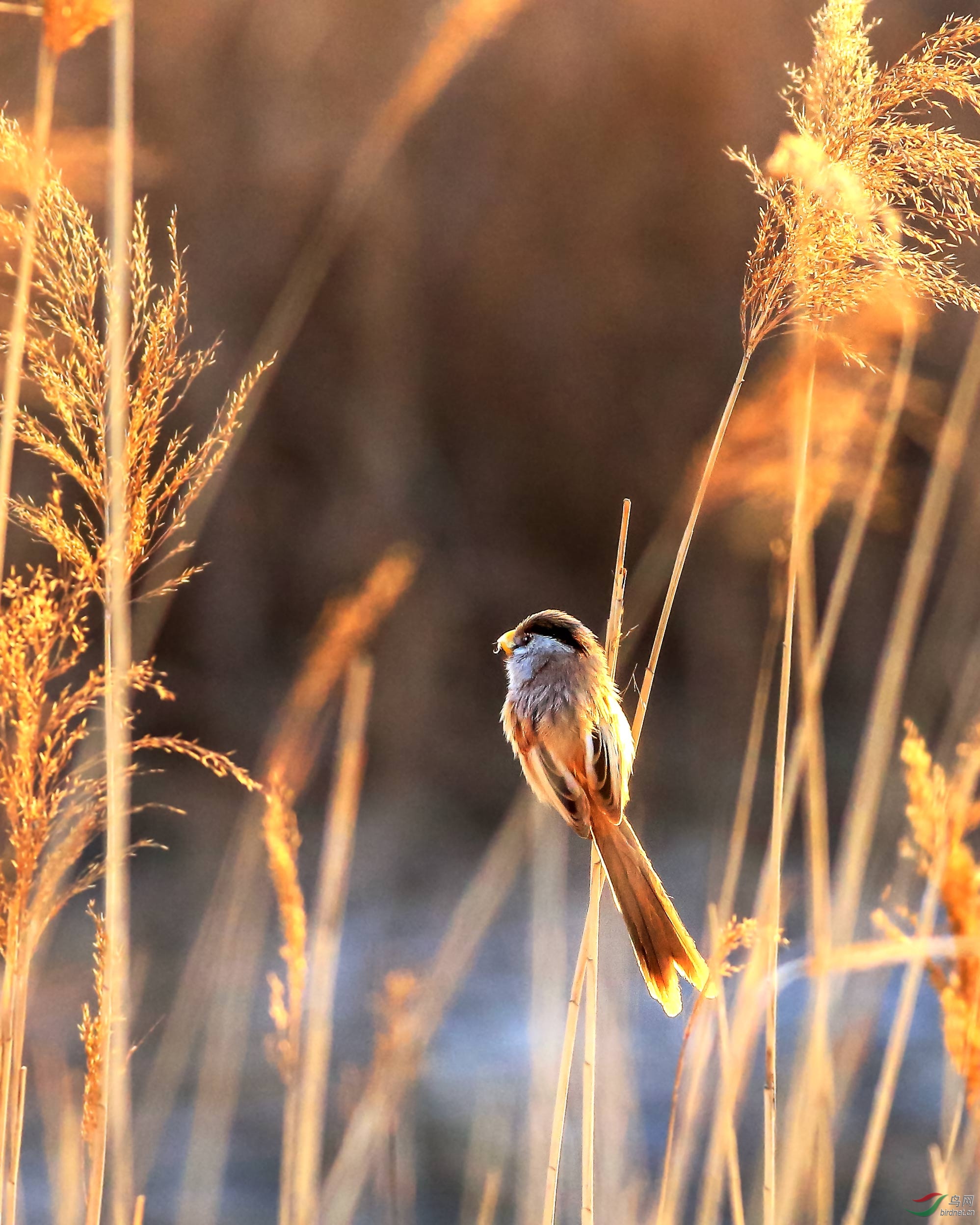 逆光下的震旦鸦雀