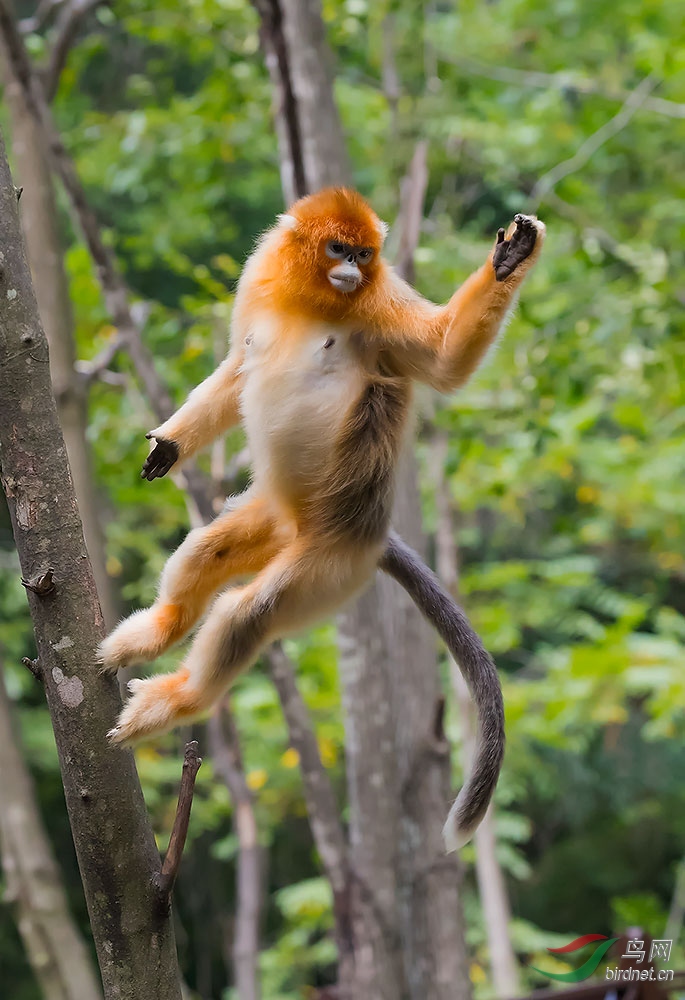 金丝猴的飞跃