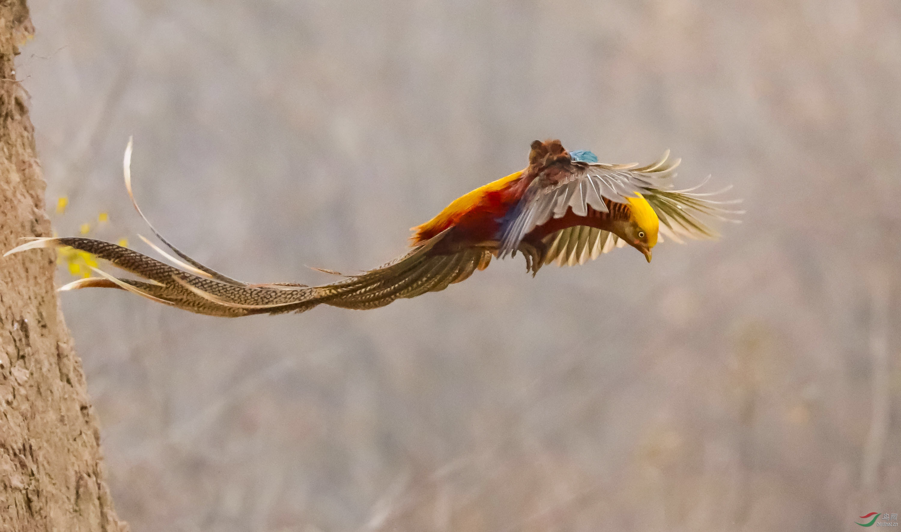 山沟里飞出金凤凰