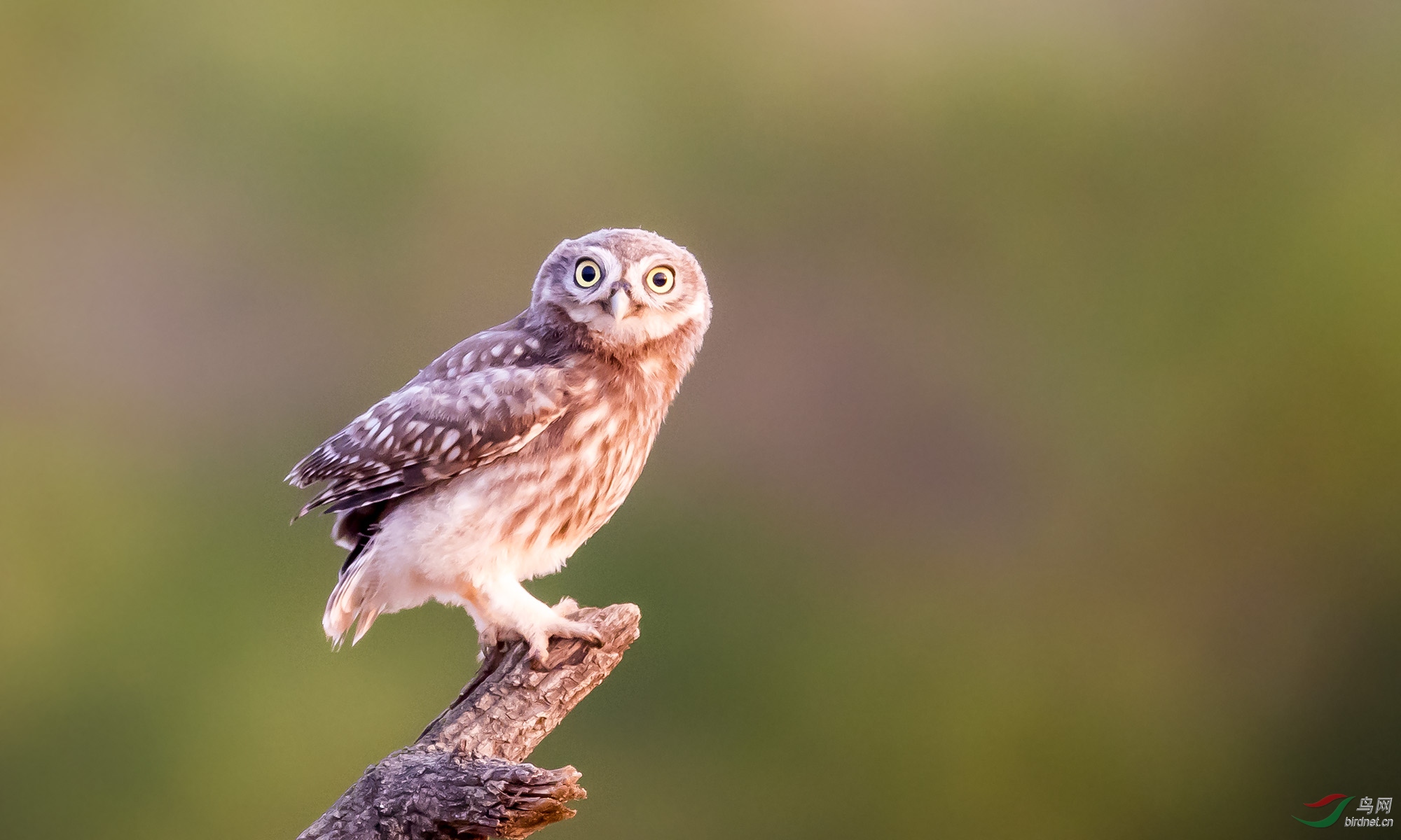大眼睛——纵纹腹小鸮