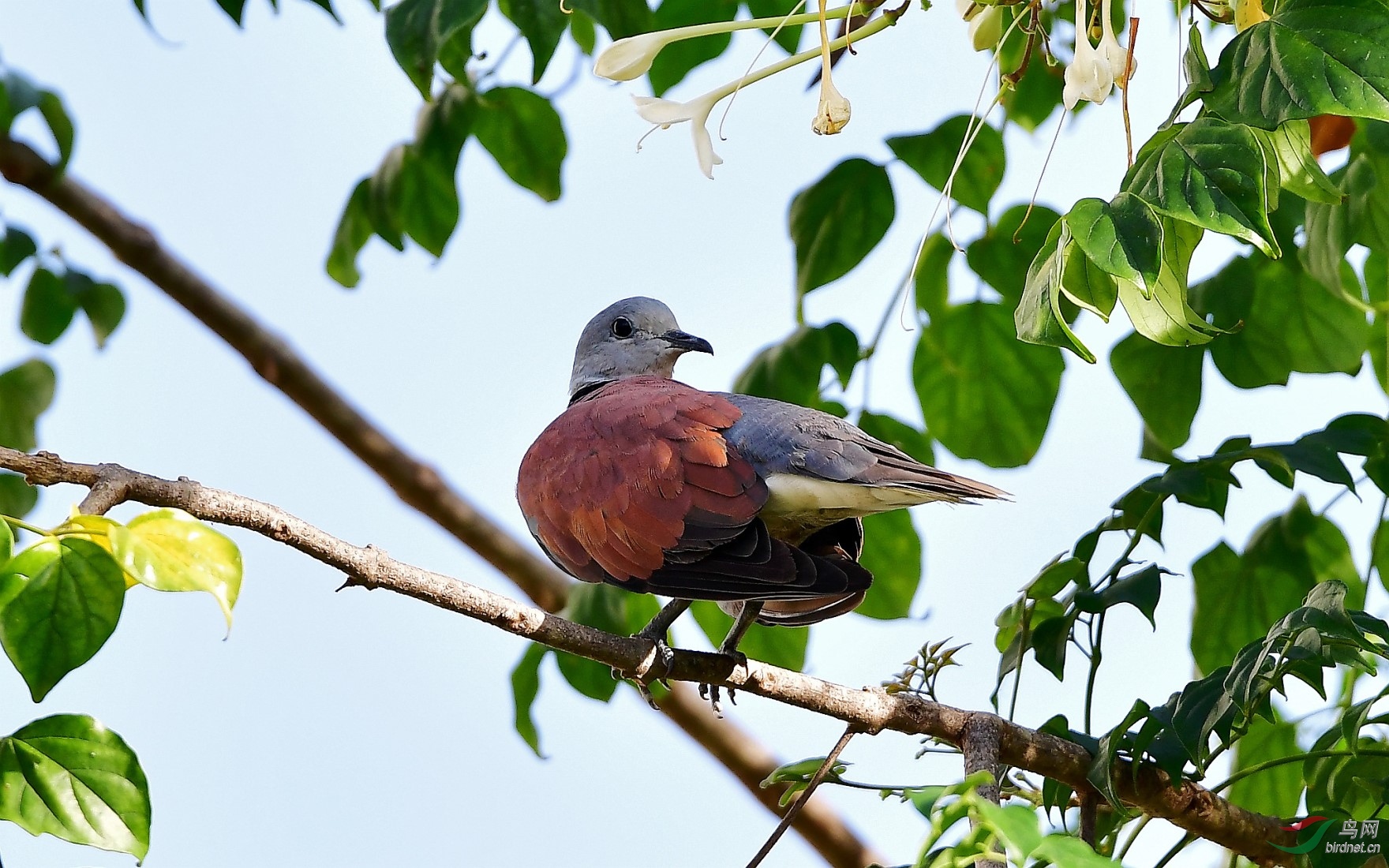 绿树上的火斑鸠!
