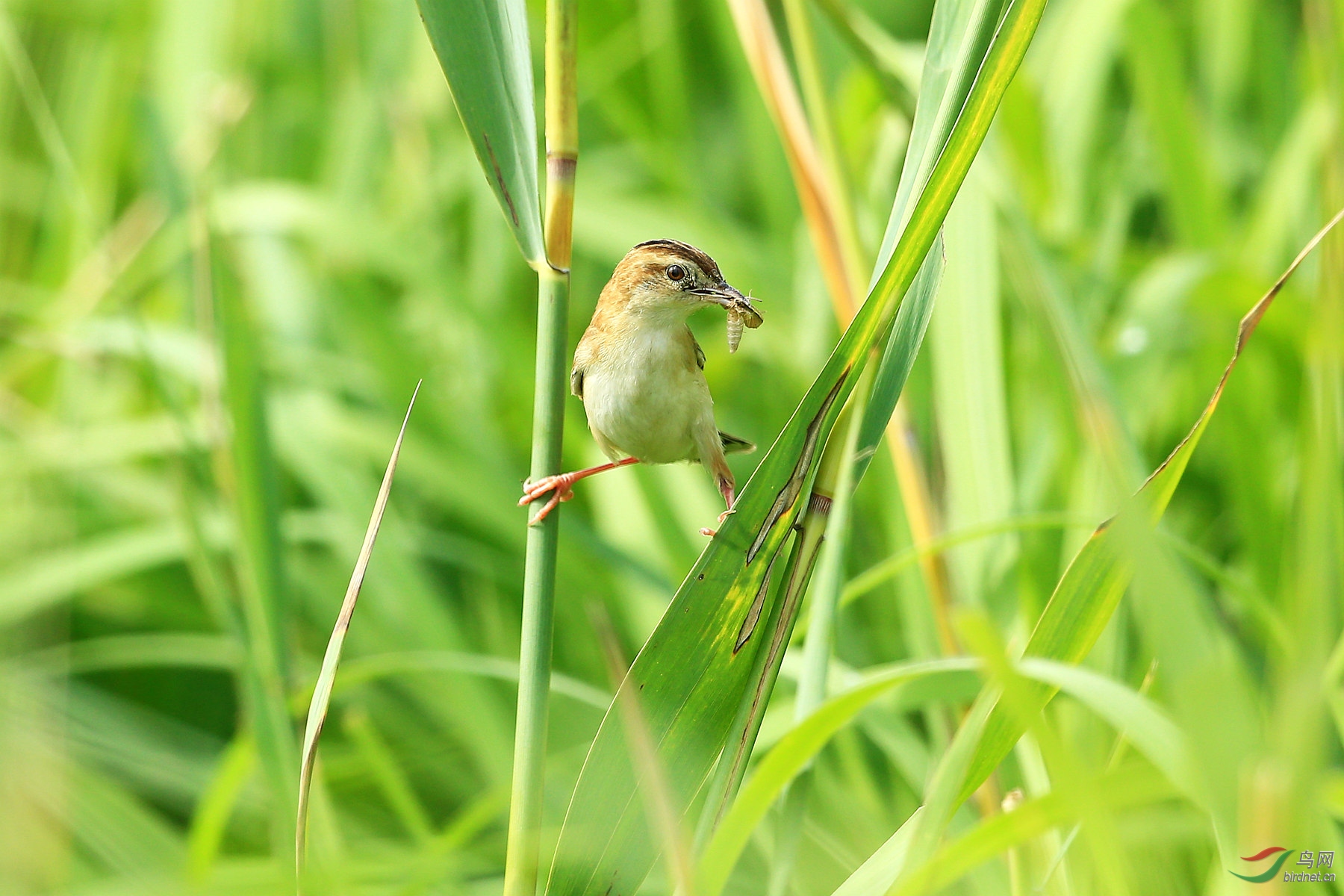 棕扇尾莺捉虫忙