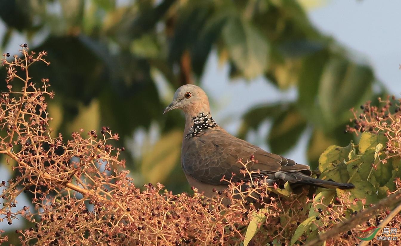 珠頸斑鳩