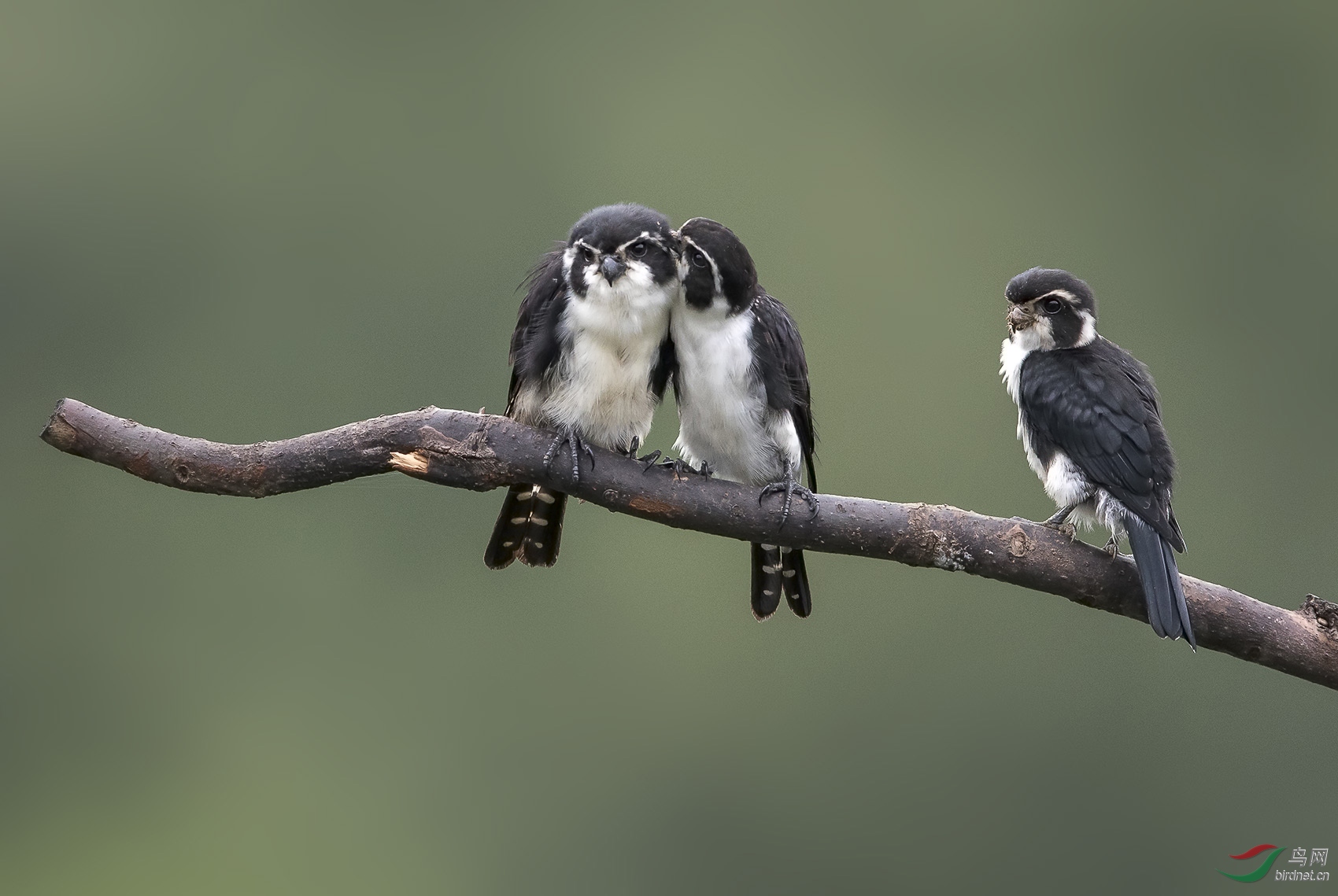 白腿小隼 278.jpg