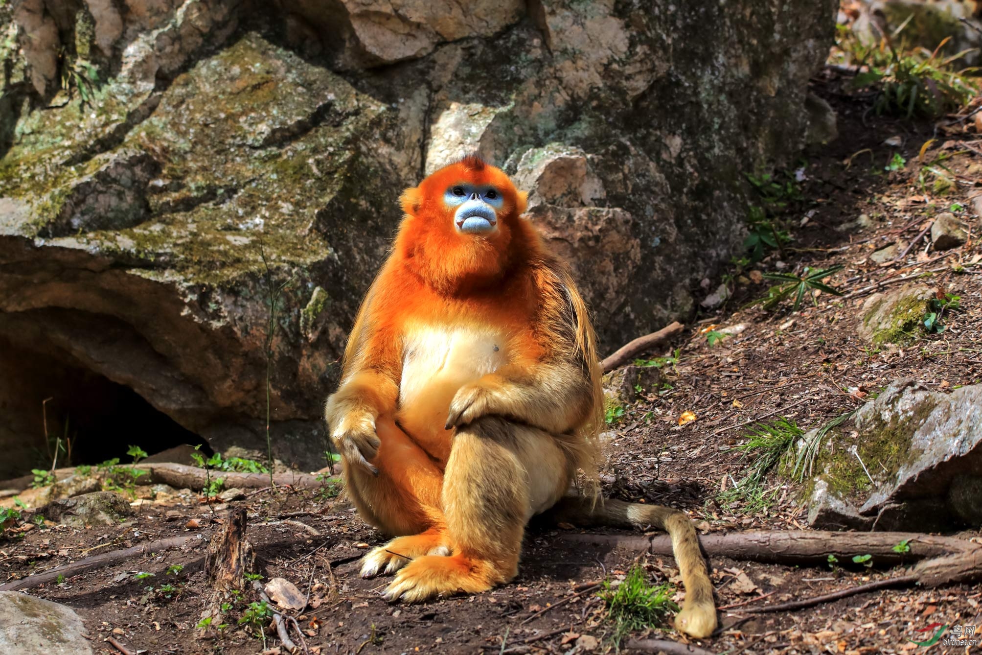 瞧这派头据说是族长川金丝猴