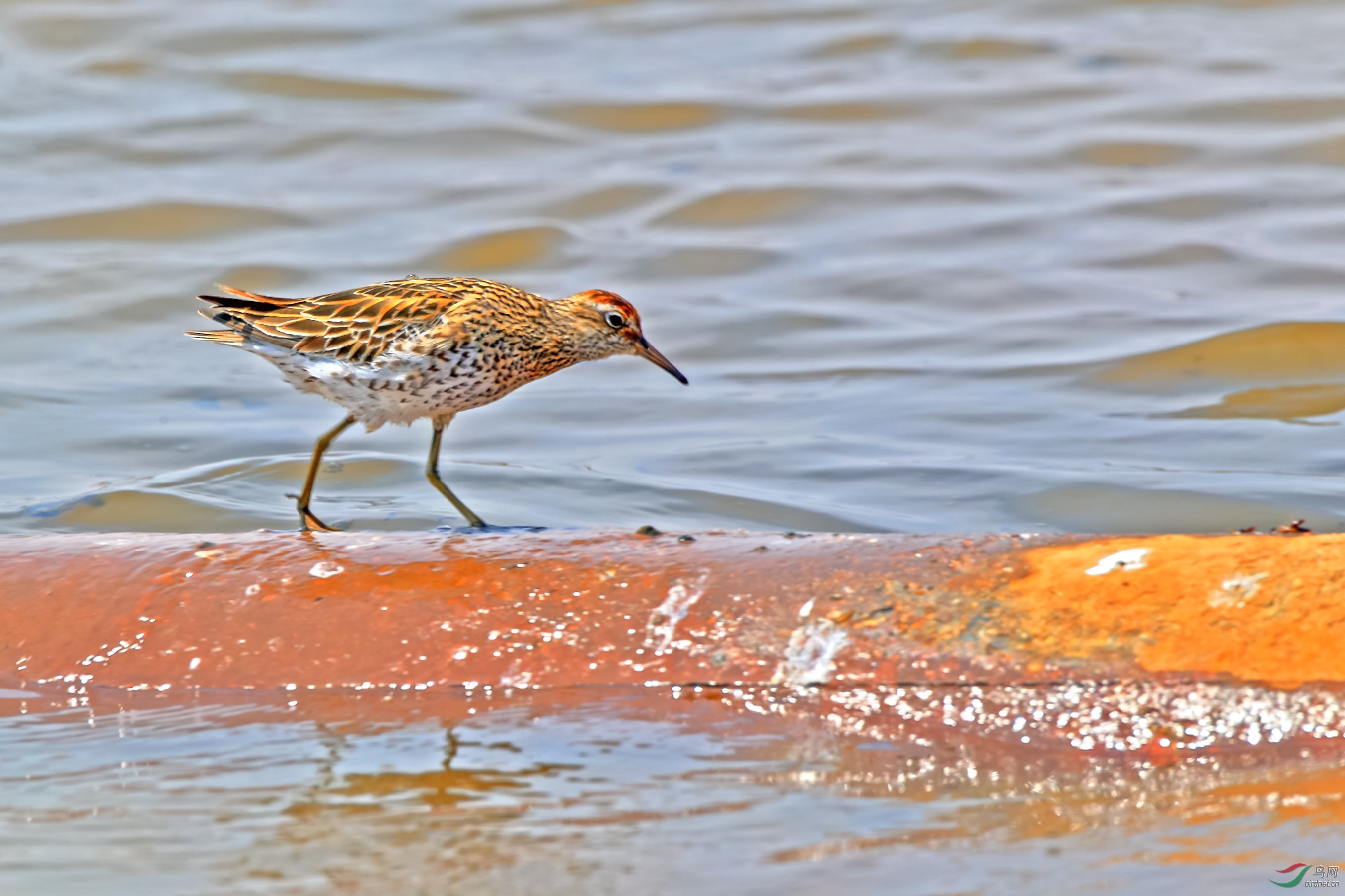 过桥——尖尾滨鹬