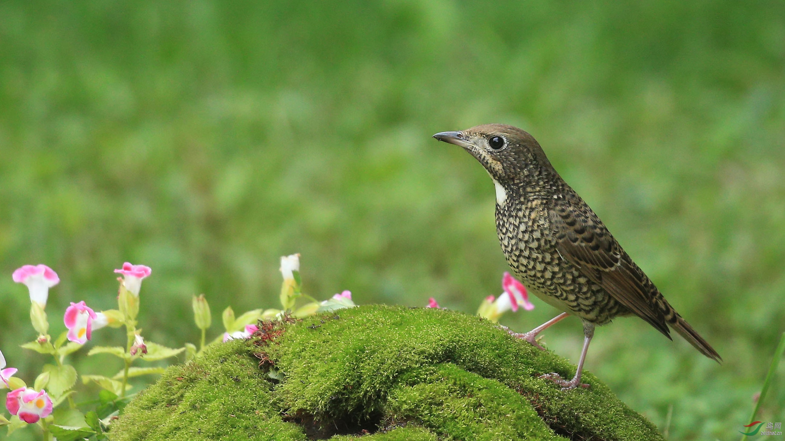 林鸟白喉矶鸫雌雄北京动物园