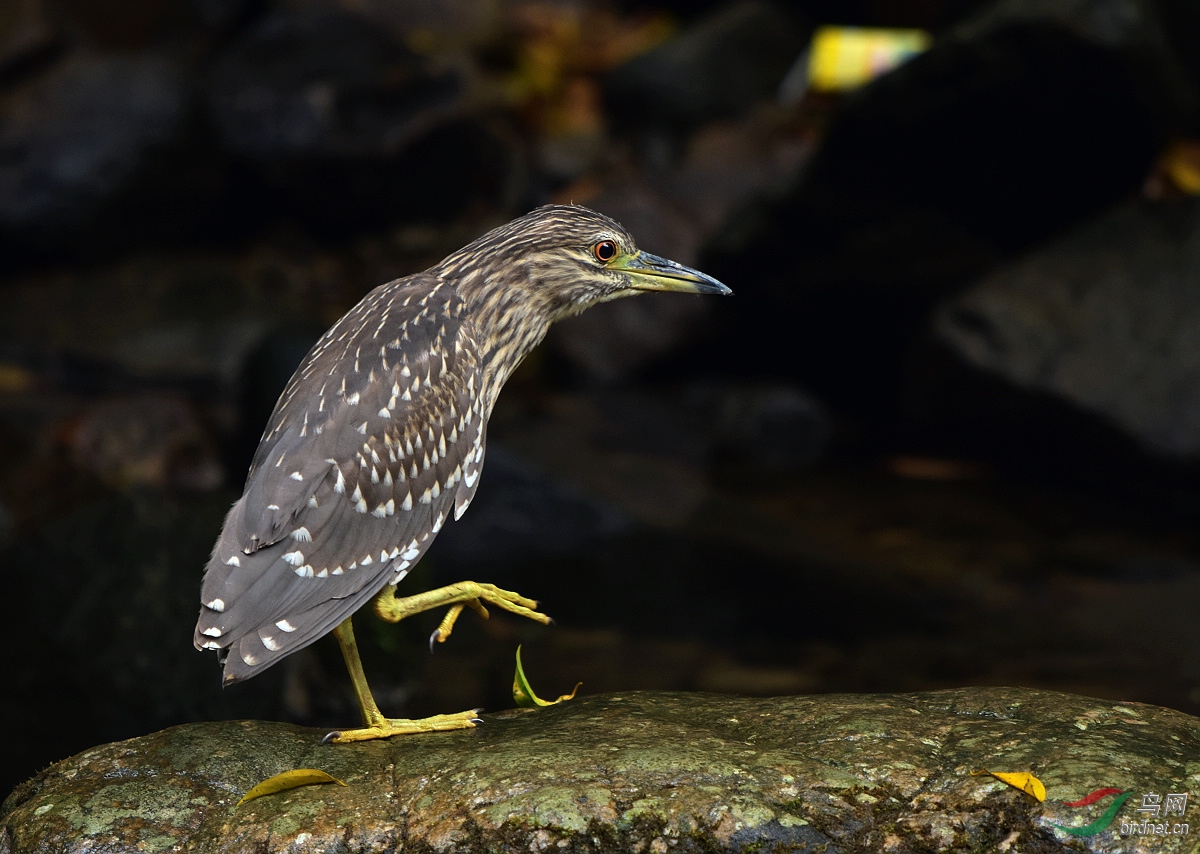 一只夜鹭