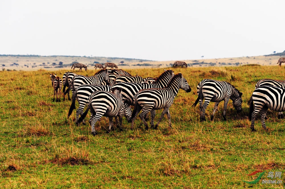 非洲草原斑马群