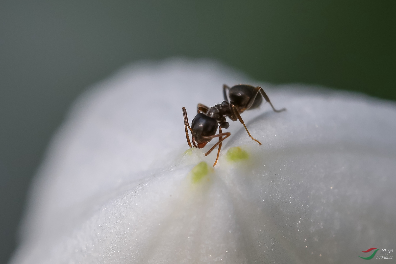 花蕾上的小蚂蚁