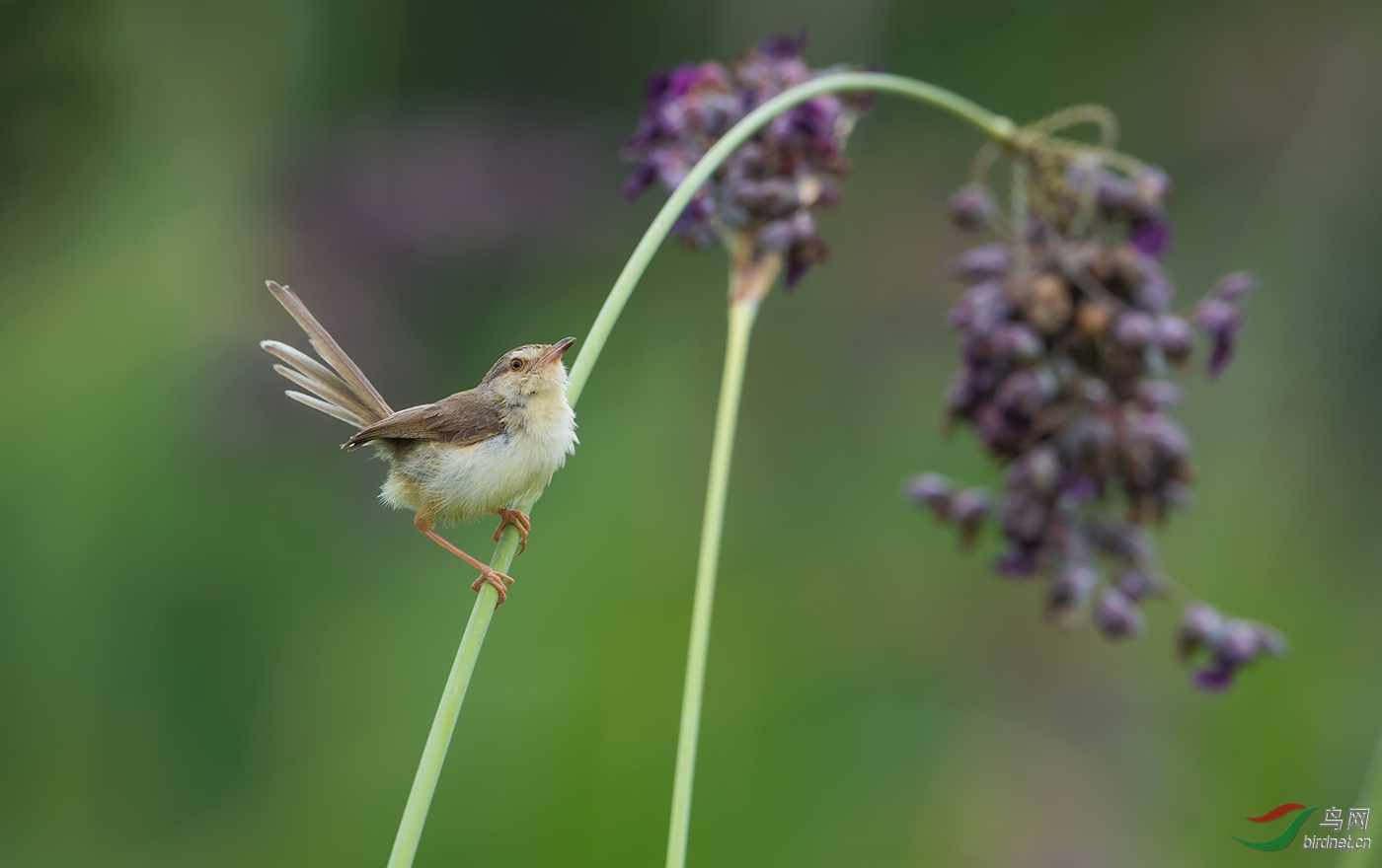 翘尾巴的鹪莺