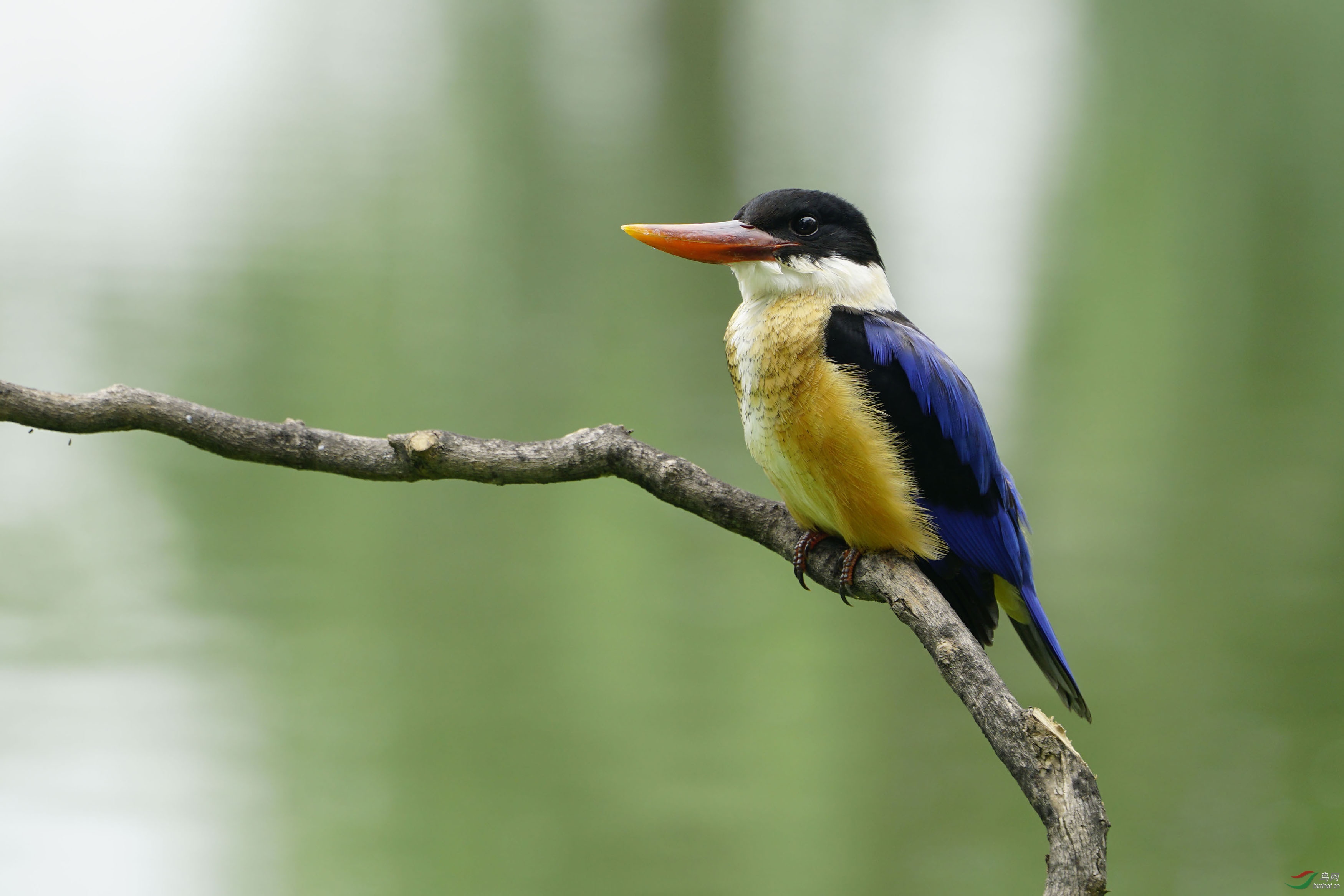 风度翩翩的蓝翠鸟