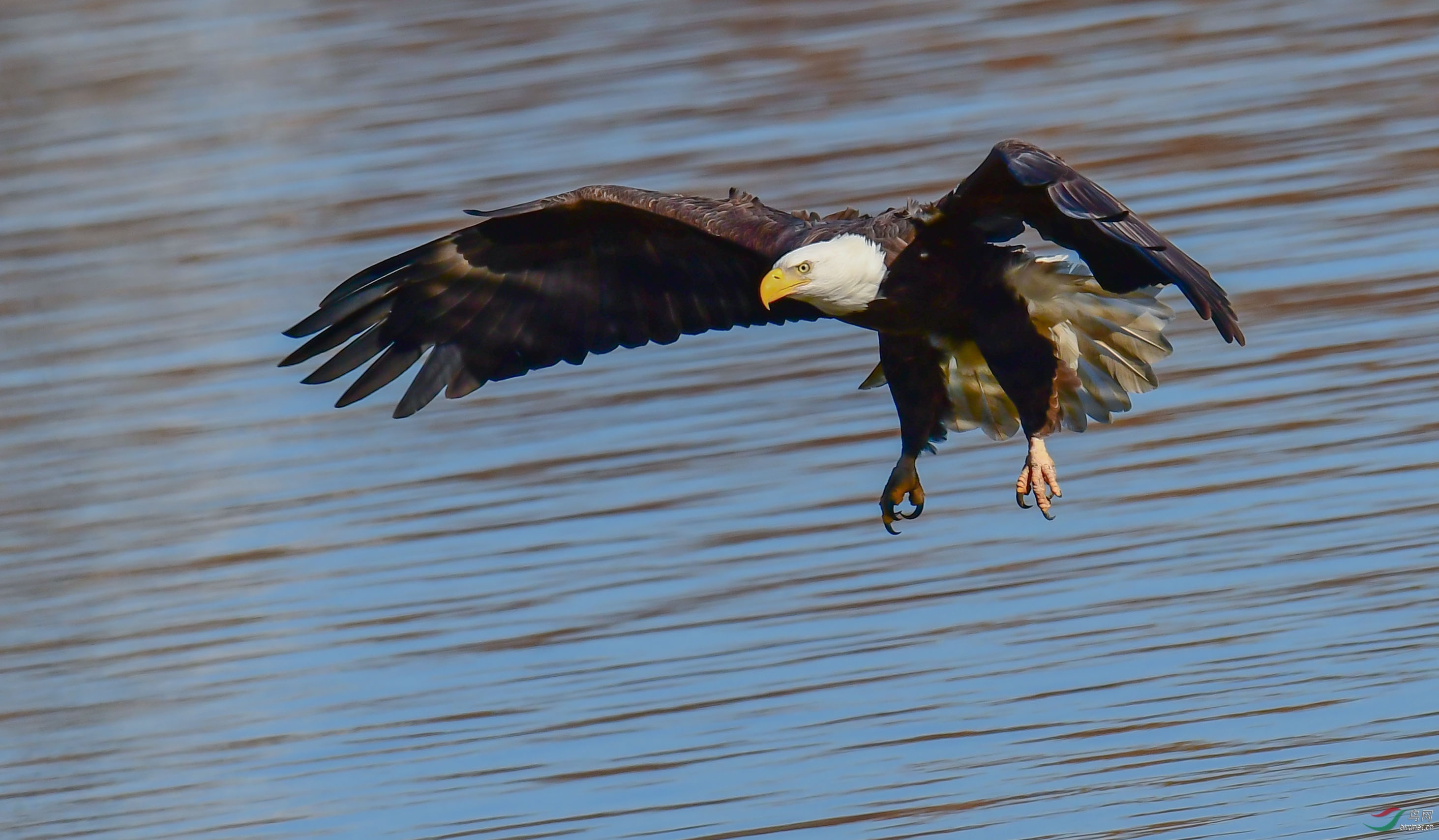 白头海雕拍摄技巧1保持白头海雕头部层次至关重要