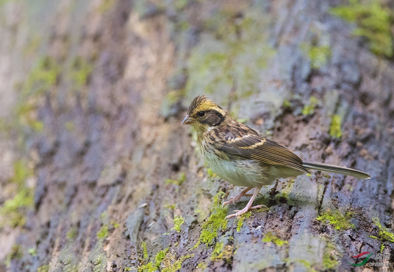 黄喉鹀雌鸟