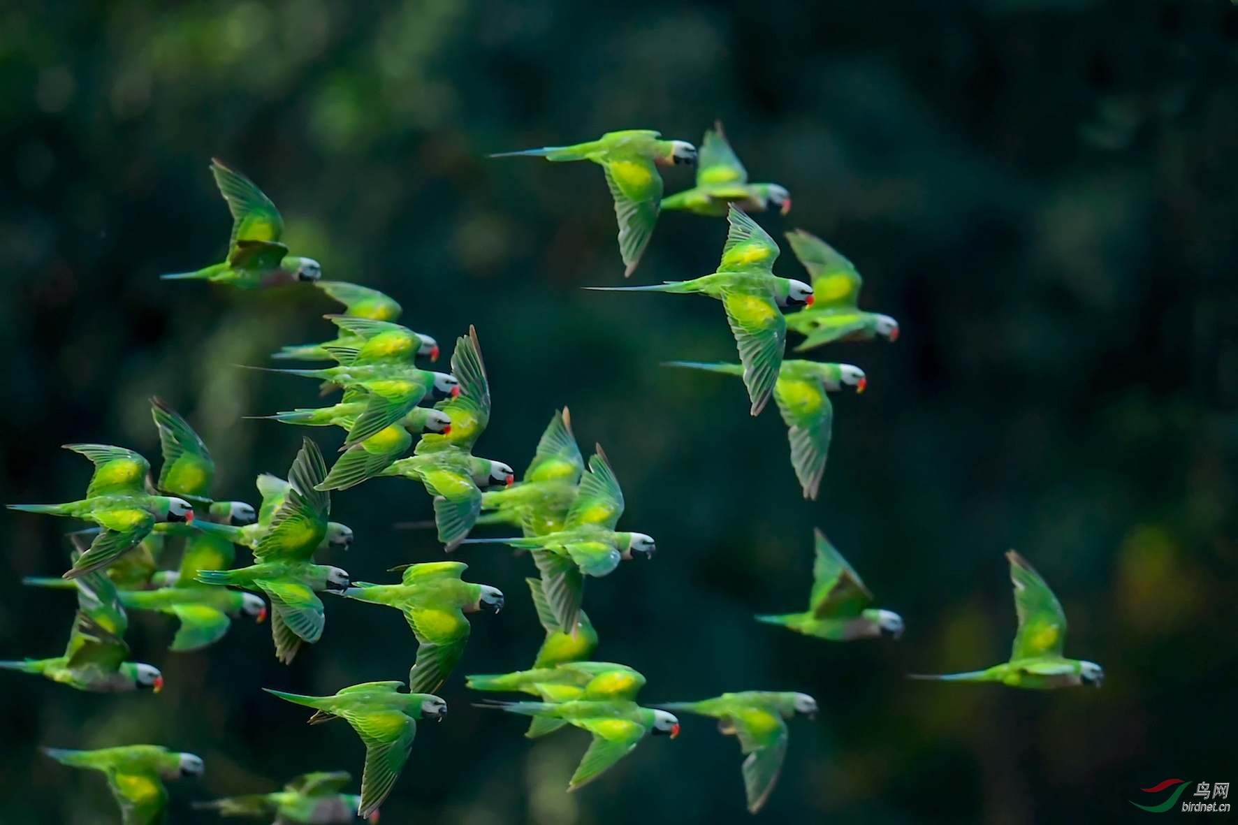 群飞绯胸鹦鹉