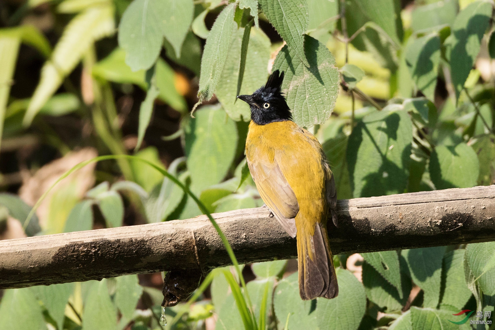 黑冠黄鹎