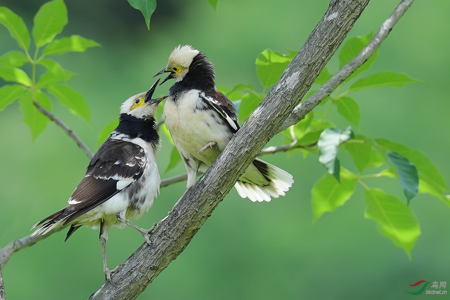 黑领椋鸟啾短长,恩爱相伴鸣林涧