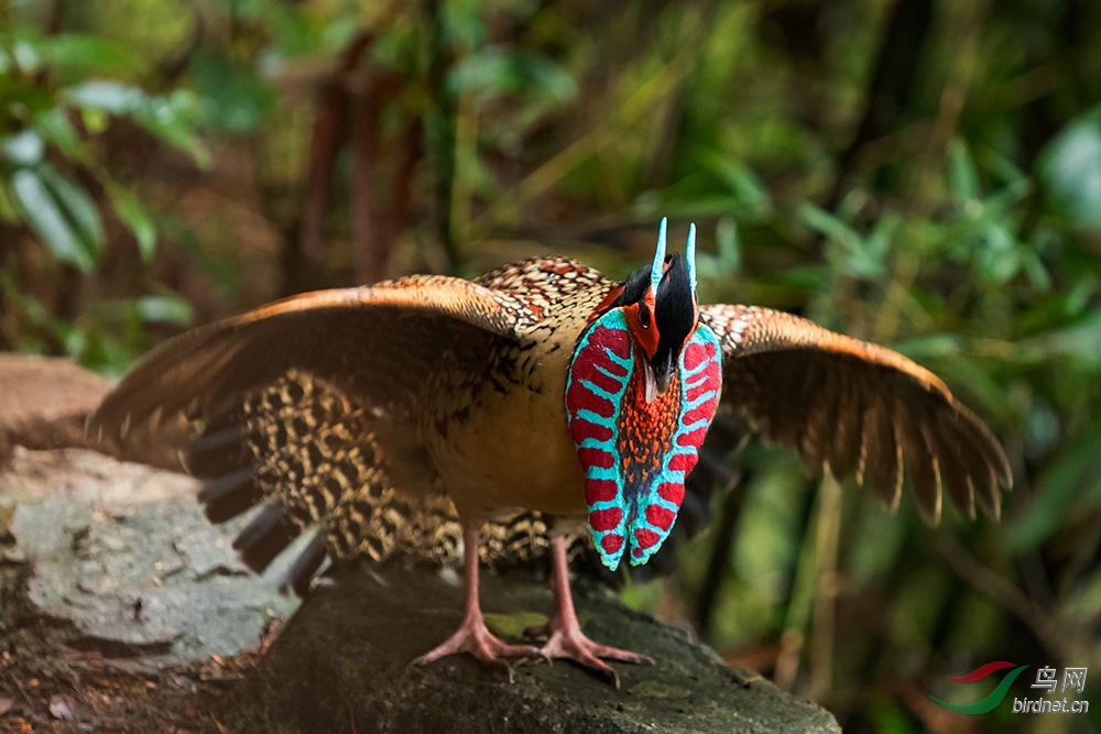黄腹角雉黄腹角雉祝贺获得每日精华