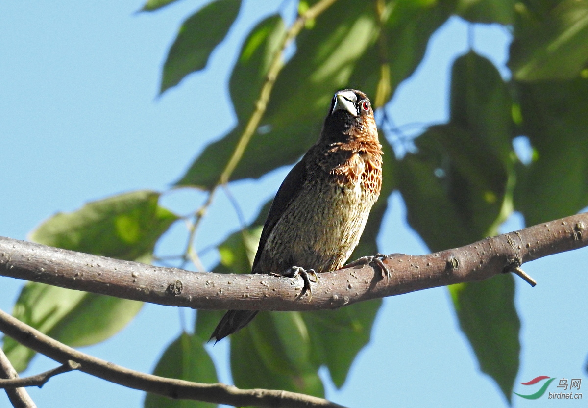 DSCN5474 ����.jpg