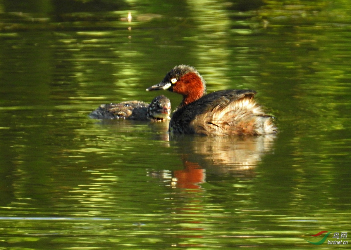 DSCN5351 ����.jpg