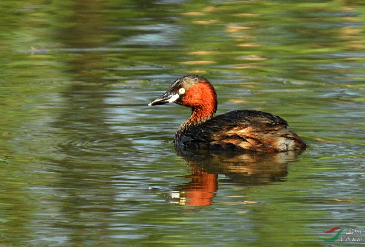 DSCN5373 ����.jpg