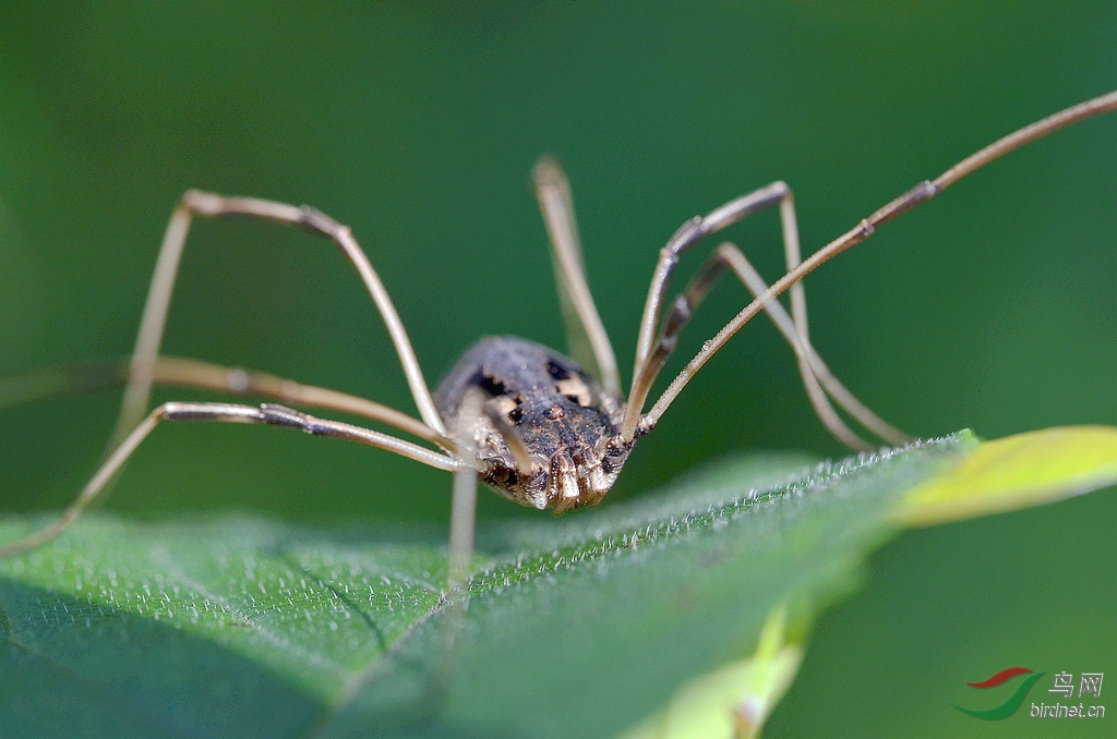 长腿蜘蛛