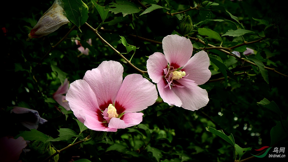 木槿花