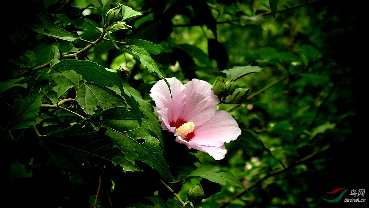 木槿花