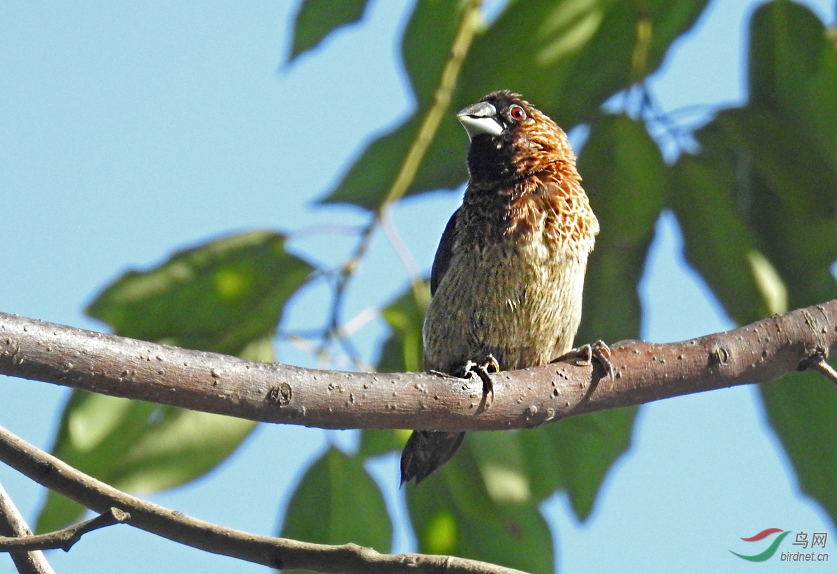 DSCN5475 ����.jpg