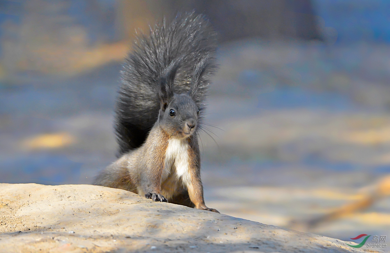 松鼠【祝贺荣获首页精华】 - 海南版 hainan 鸟网