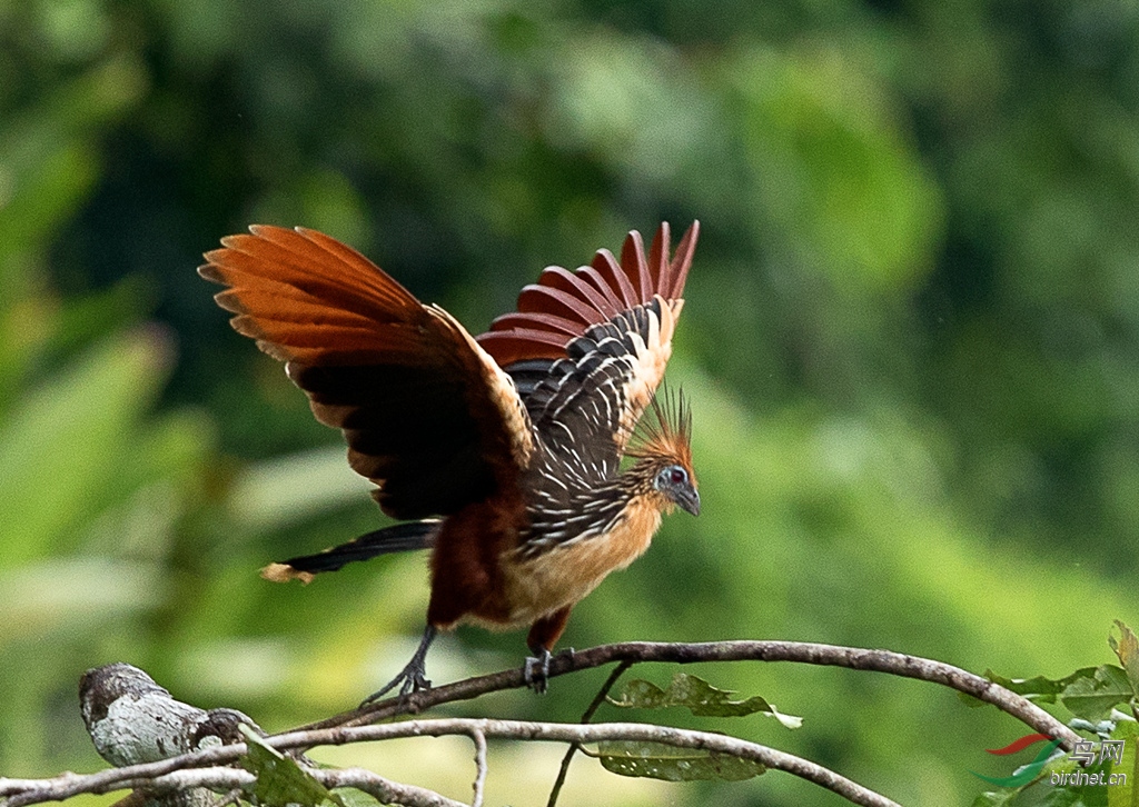 麝雉传说称恐龙后继的麝雉