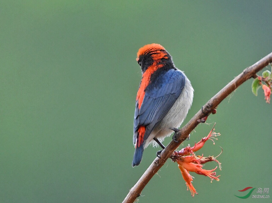 朱背啄花鳥