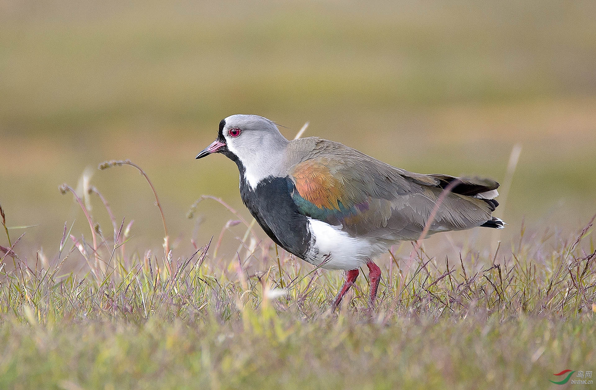 凤头距翅麦鸡southernlapwing智利百奈国家公园