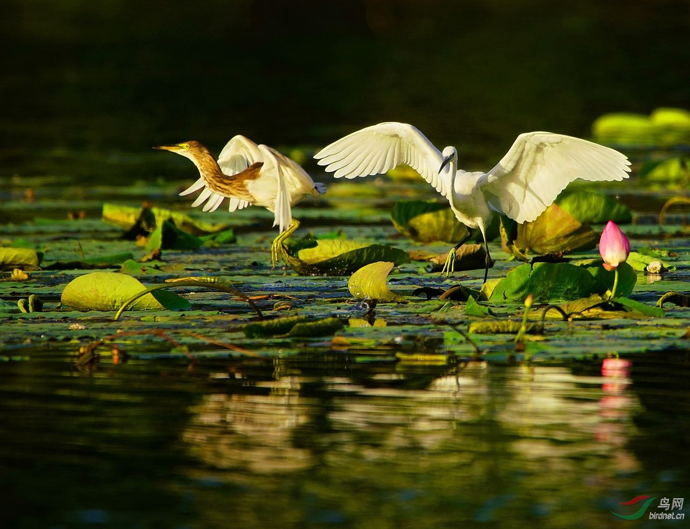池鹭白鹭与荷花