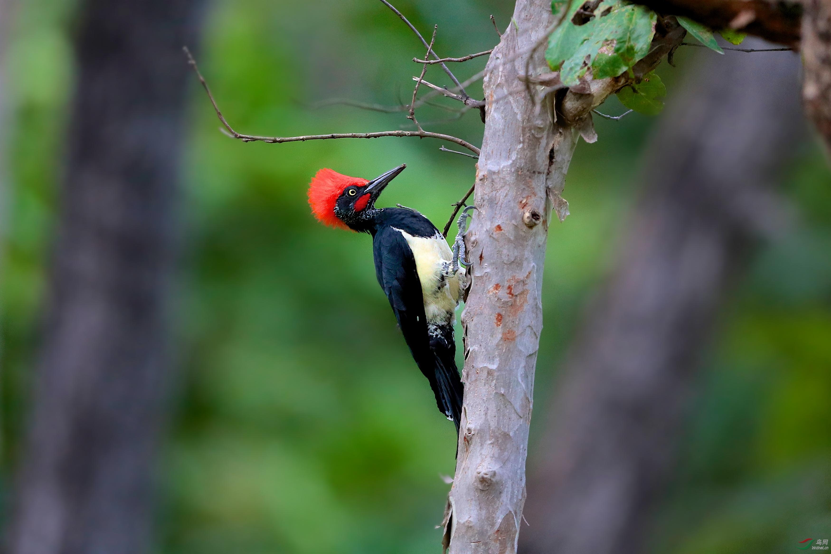 白腹黑啄木鸟白腹黑啄木鸟祝贺老师佳作荣获首页精华