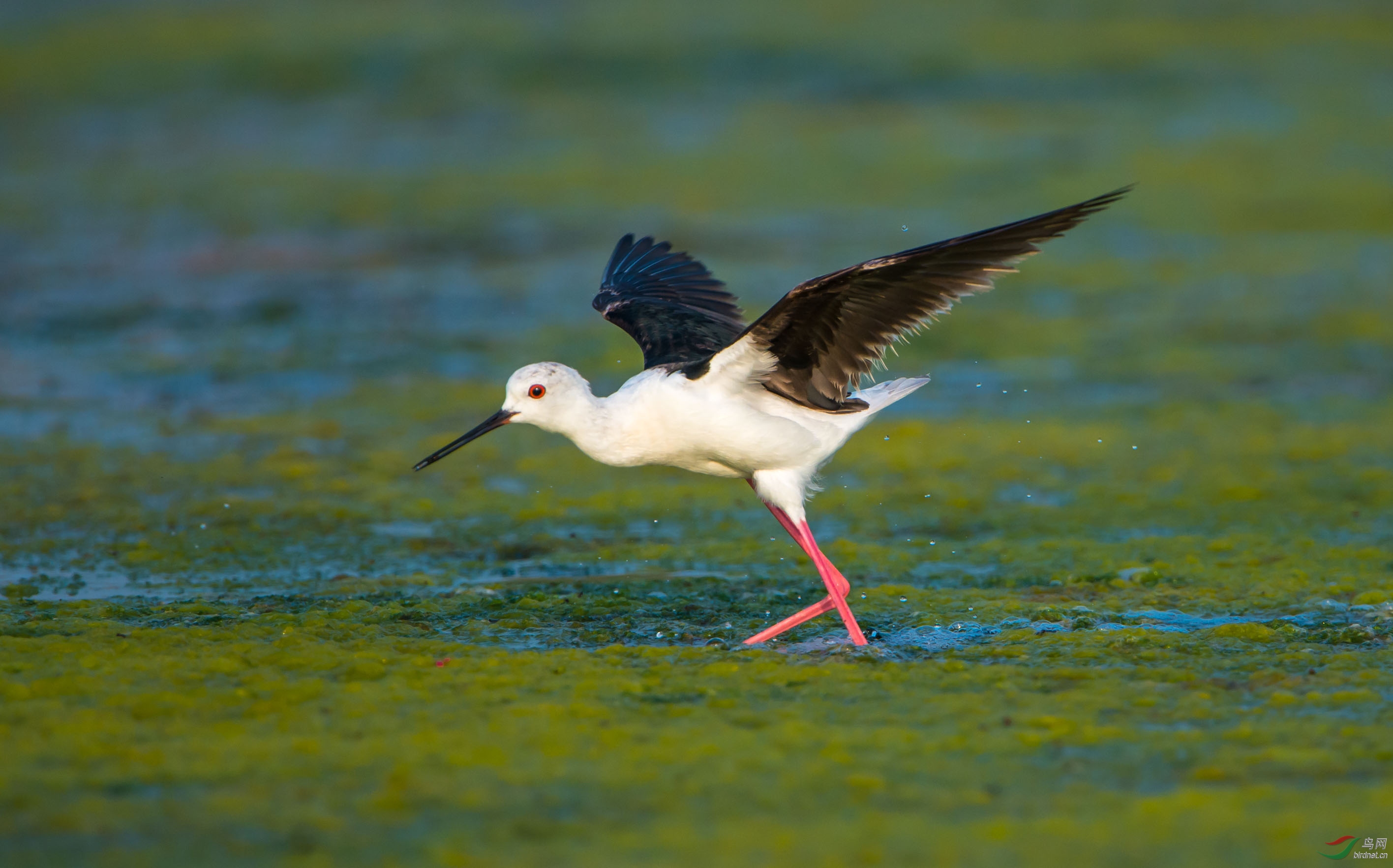 [综合] 长脚鹬----湿地公园的歌舞