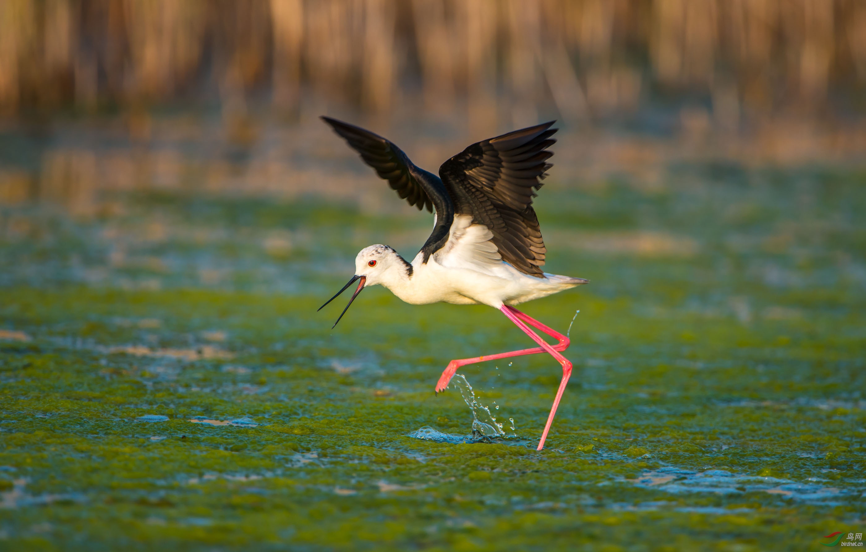 [综合] 长脚鹬----湿地公园的歌舞