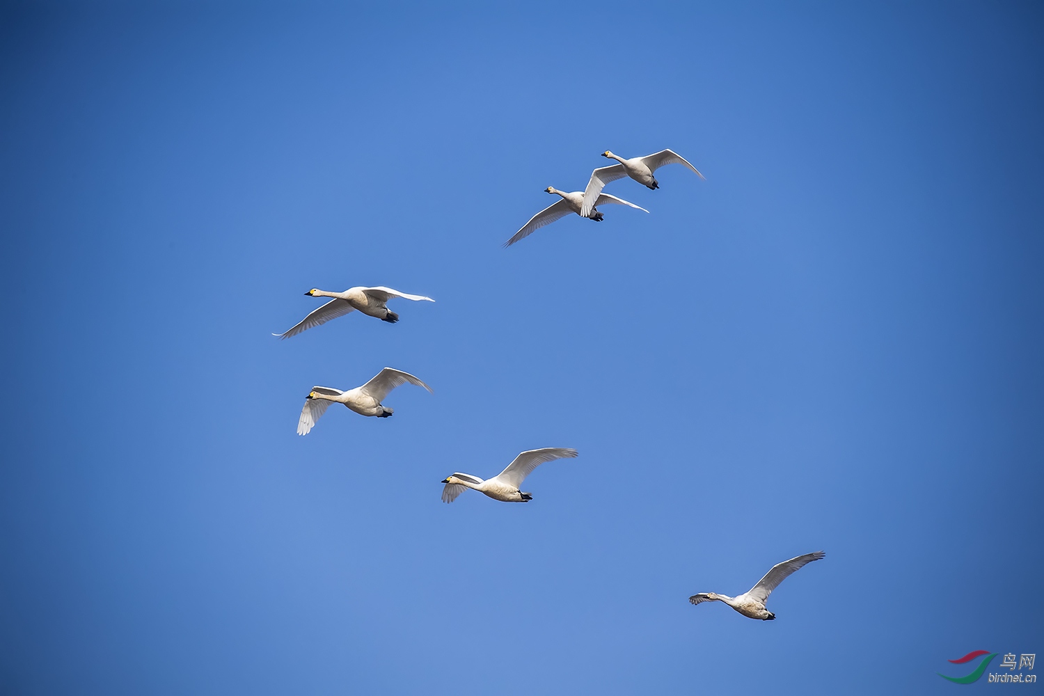 群飞的白天鹅