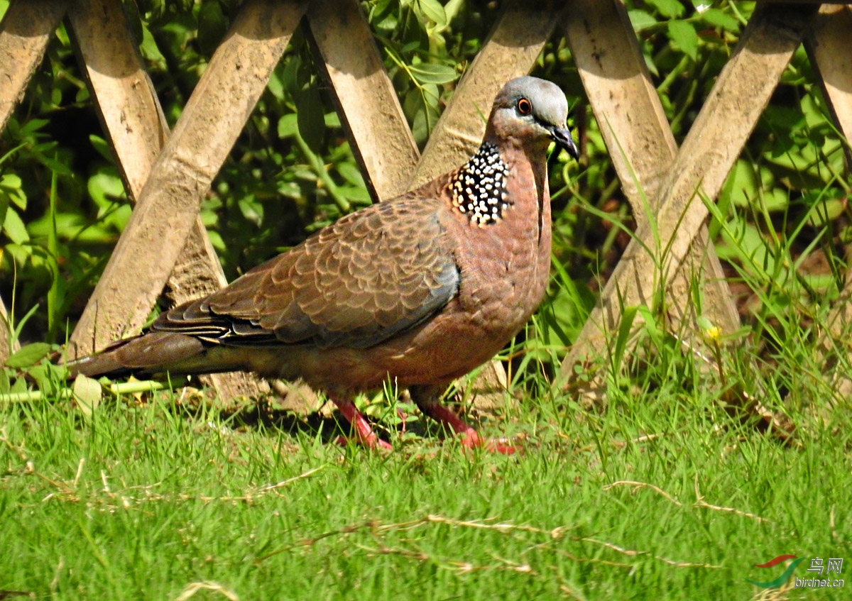 DSCN5507 ����.jpg