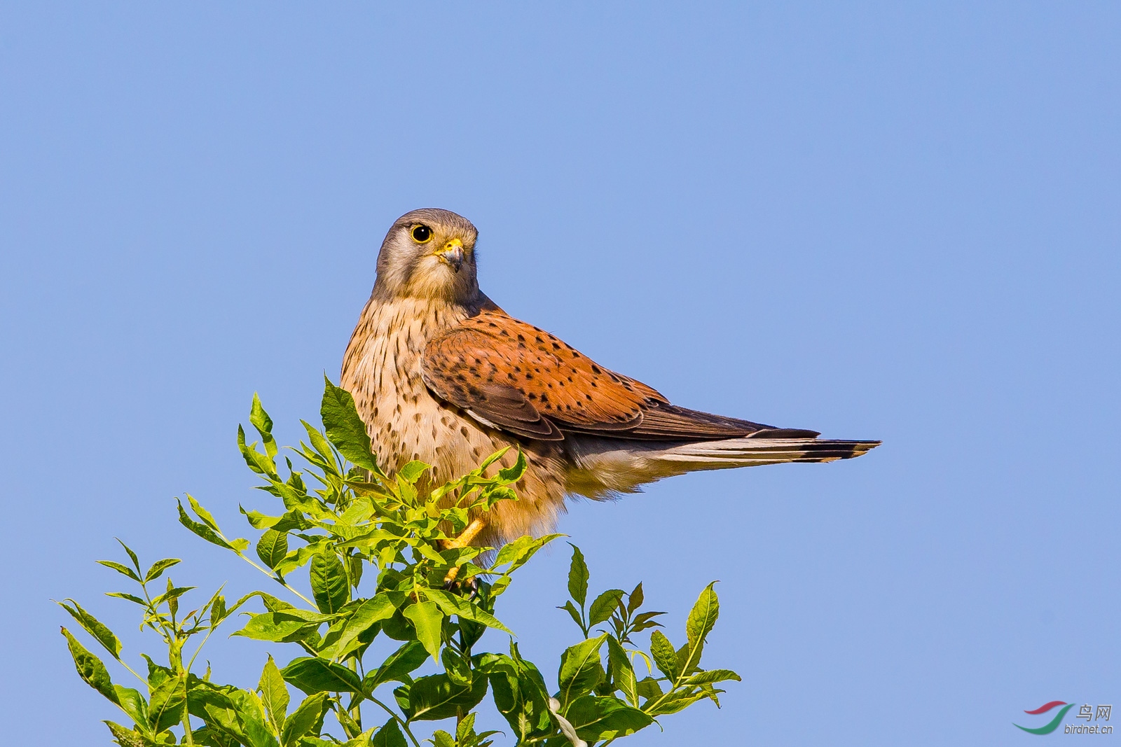 tinnunculus,英文名:common kestrel)别名茶隼,红鹰,黄鹰,红鹞子