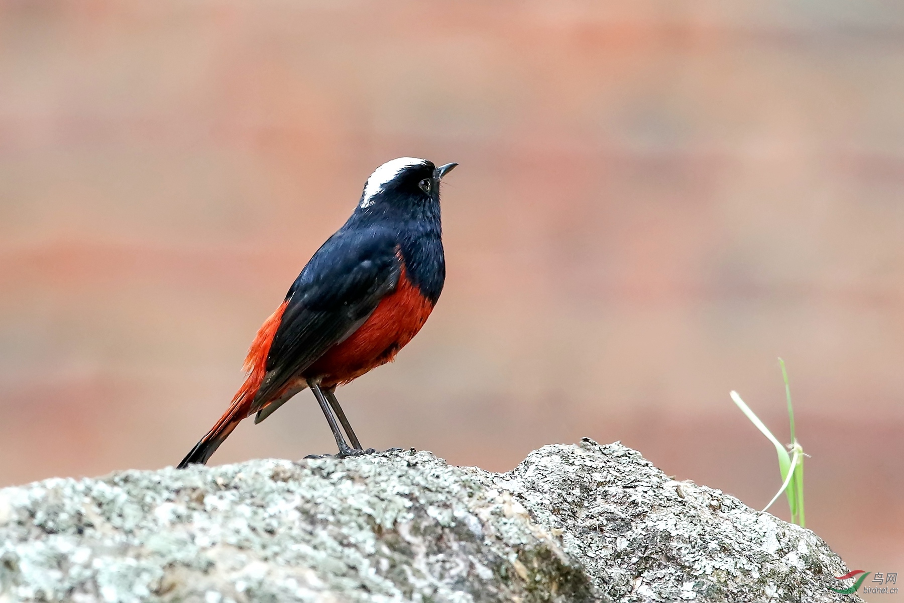 南平溪源庵寻鸟记