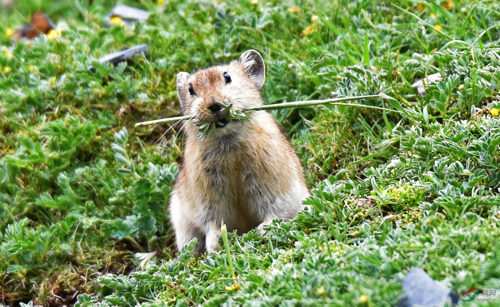 鼠兔七夕秀恩爱