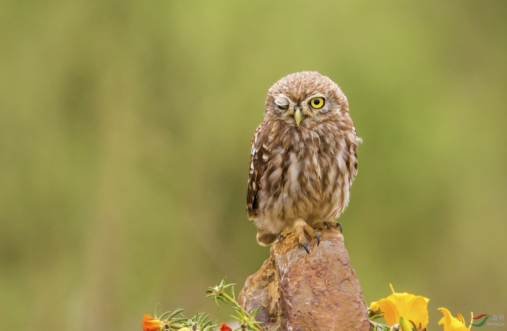 一只眼纵纹腹小鸮
