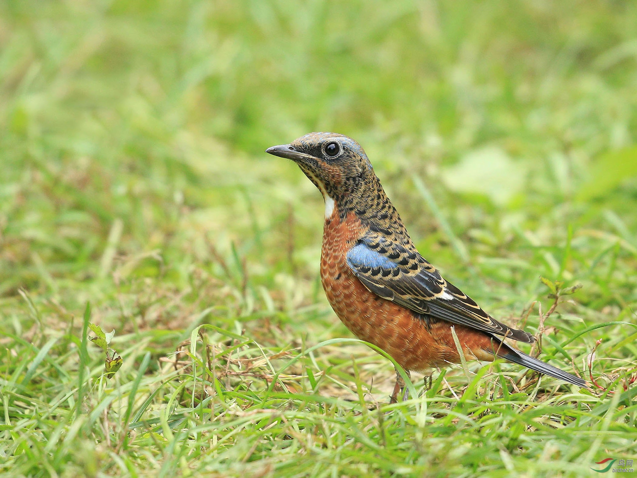 [林鸟] 白喉矶鸫(雄)--北京动物园