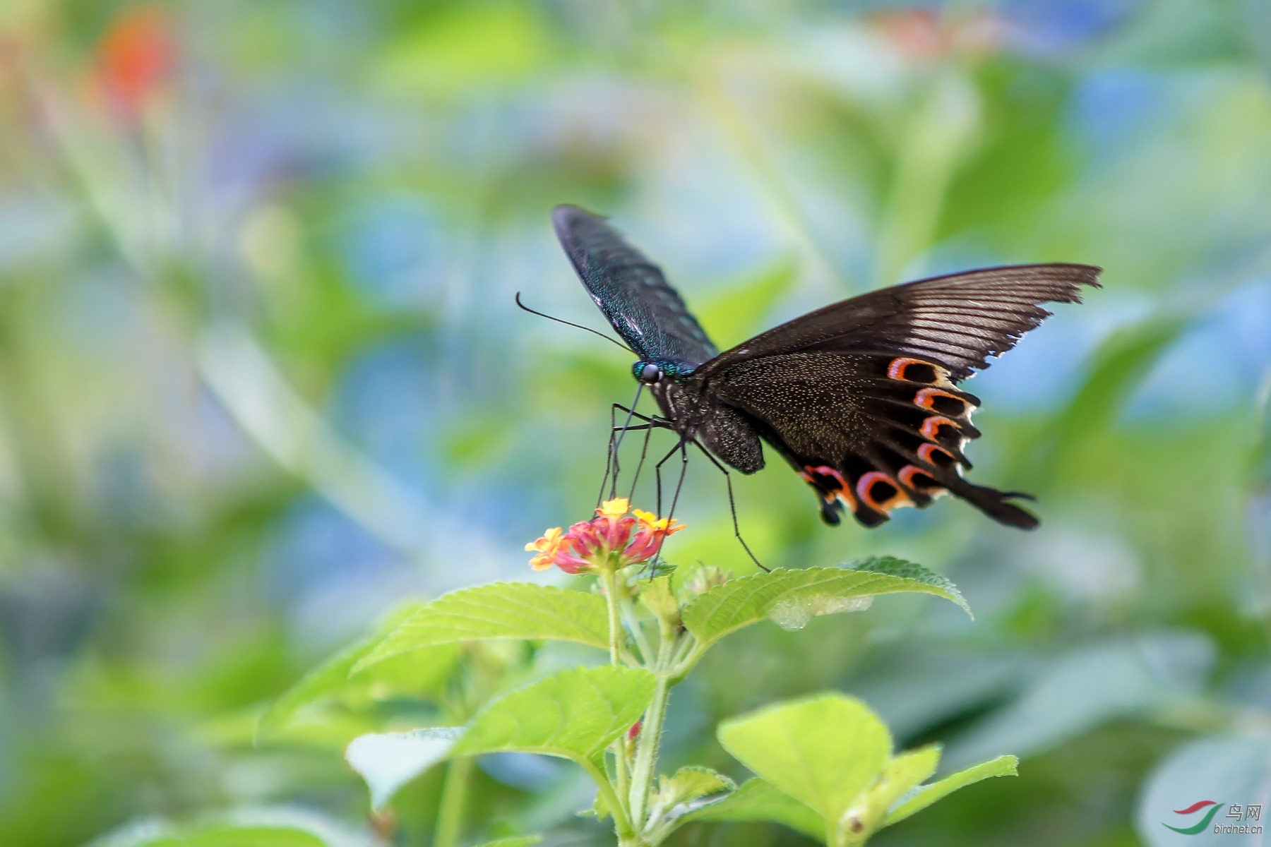 凤蝶具体学名不详