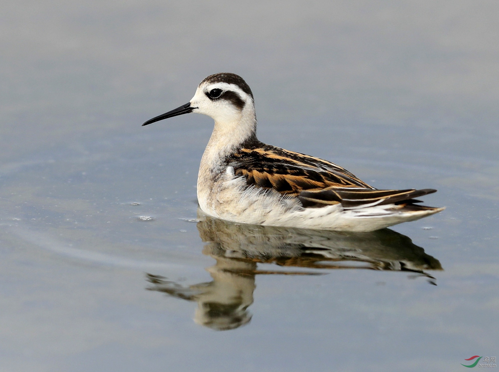 北戴河发现稀有鸟种红颈瓣蹼鹬