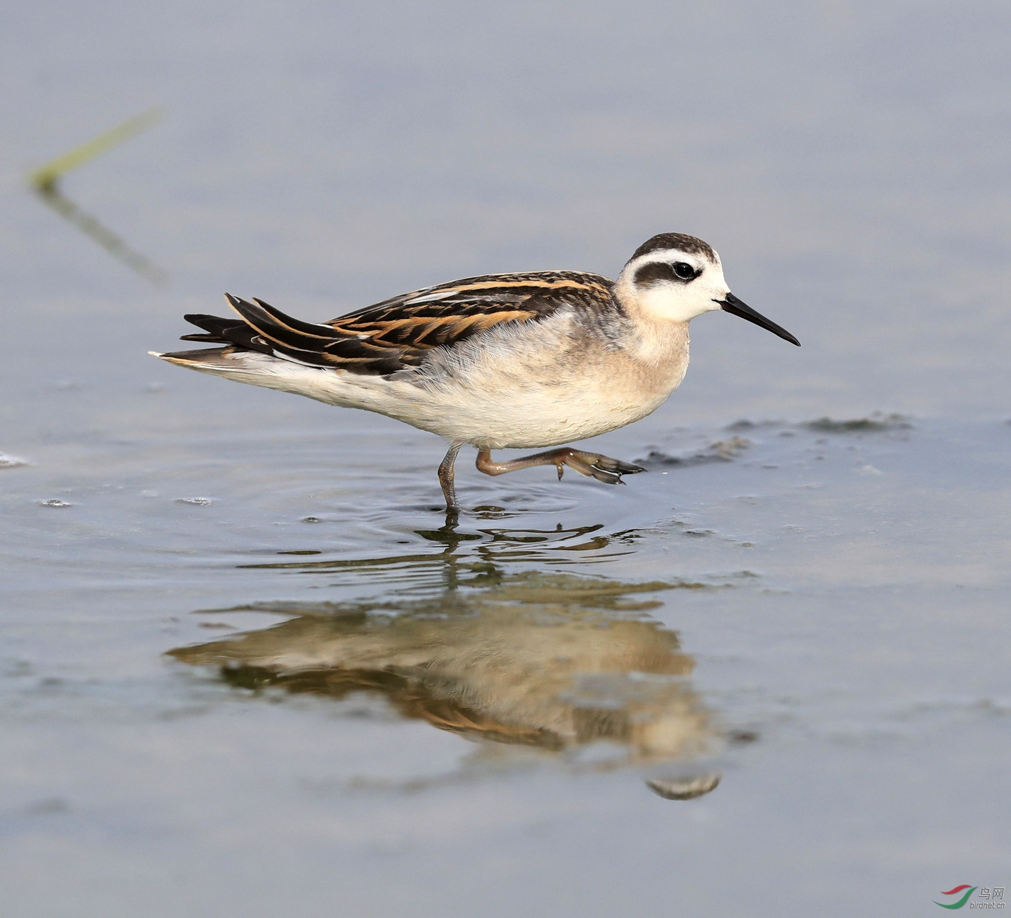 北戴河发现稀有鸟种红颈瓣蹼鹬