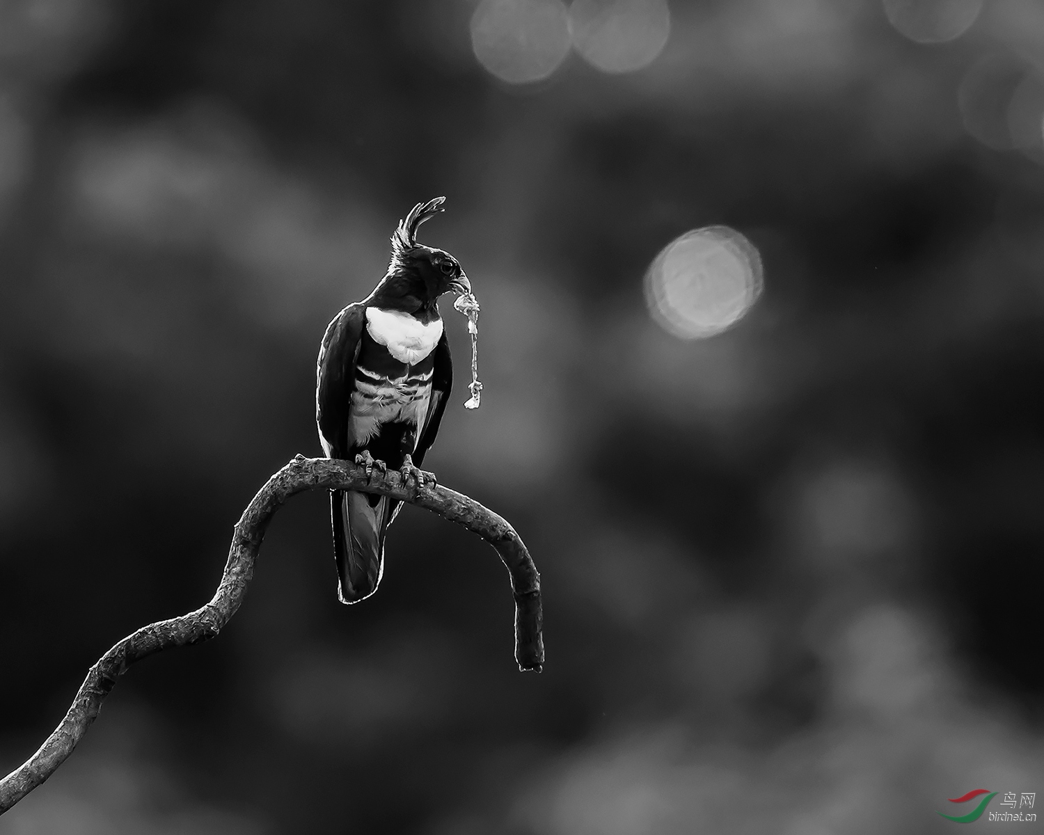 黑白相间麻雀大的鸟图片