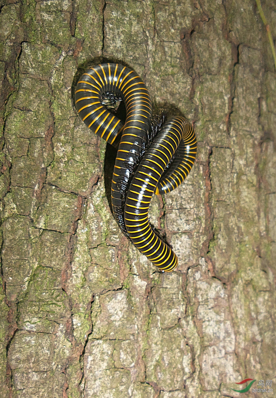 密林狂欢马陆虫